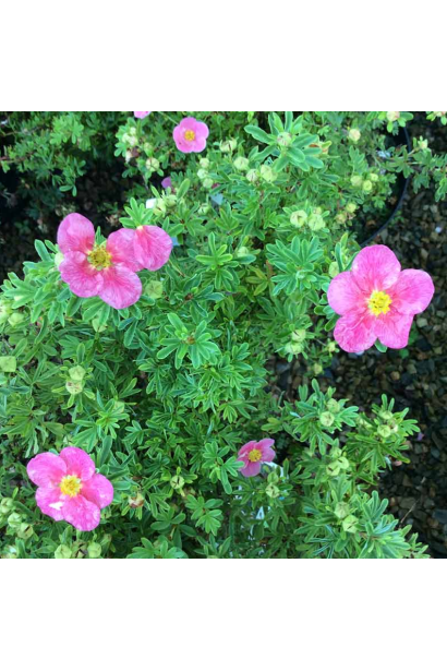 Перстач чагарниковий Беліссіма яскраво-рожеві квіти